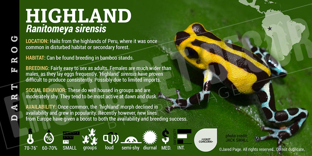 Ranitomeya sirensis 'Highland' Card