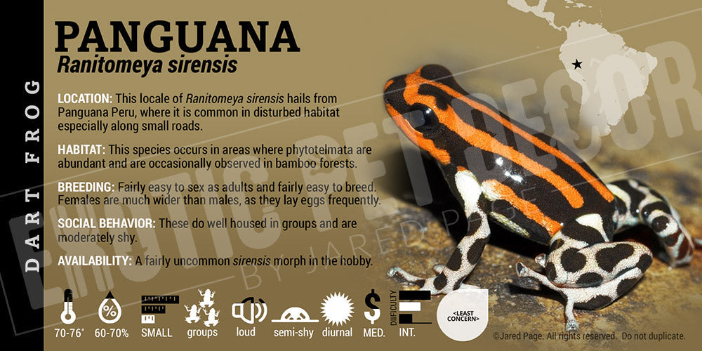 Ranitomeya sirensis 'Panguana' Card