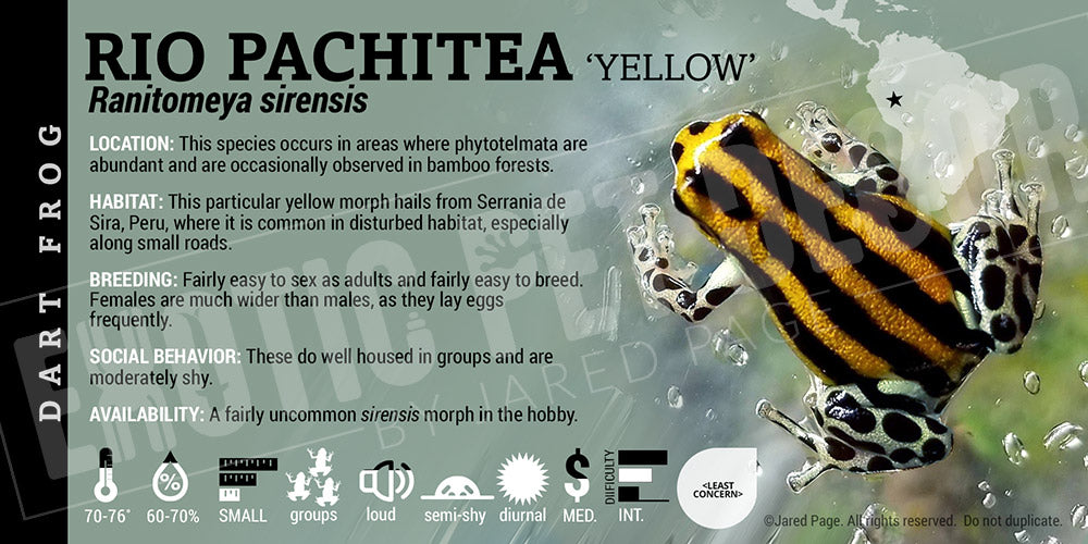 Ranitomeya sirensis 'Rio Patchitea' Card