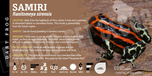 Ranitomeya sirensis 'Samiri' Card