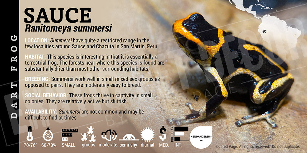 Ranitomeya summersi 'Sauce' Card