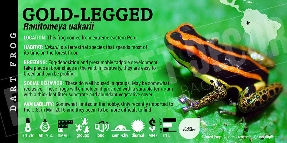 Ranitomeya uakarii 'Gold Leg' Card