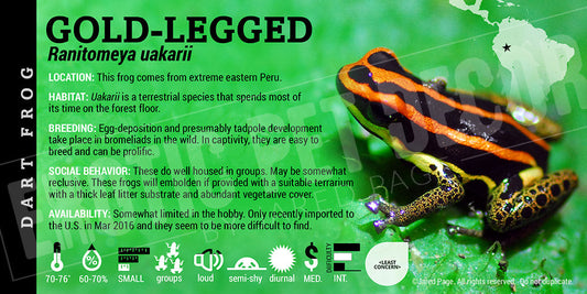 Ranitomeya uakarii 'Gold Leg' Card