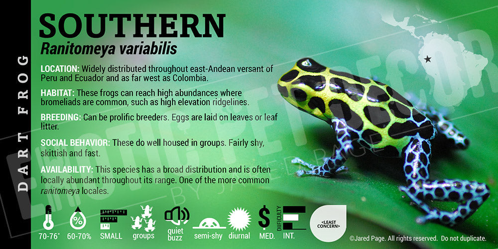 Ranitomeya variabilis 'Southern' Card