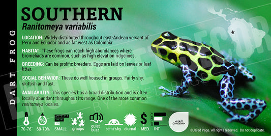 Ranitomeya variabilis 'Southern' Card