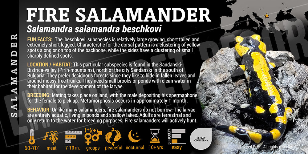 Salamandra salamandra 'Beschkovi Fire Salamander'