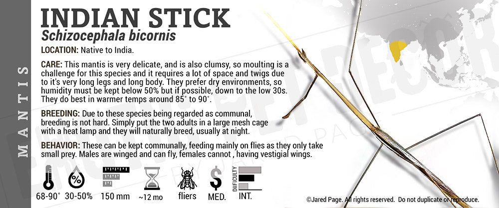 Schizocephala bicornis 'Indian Stick' Mantis