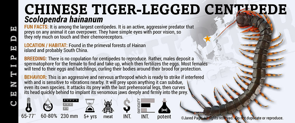 Scolopendra hainanum 'Chinese Tiger Legged' Centipede