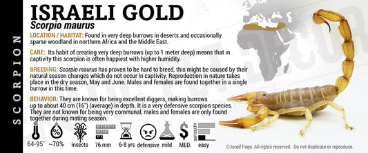 Scorpio maurus 'Israeli Gold' Scorpion