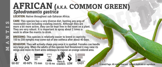 Sphodromantis gastrica 'African' Mantis