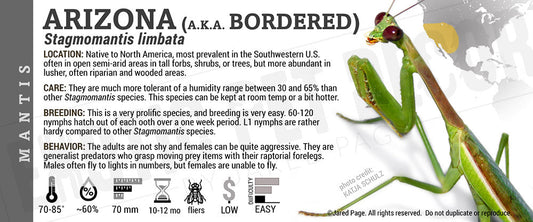 Stagmomantis limbata 'Arizona' Mantis