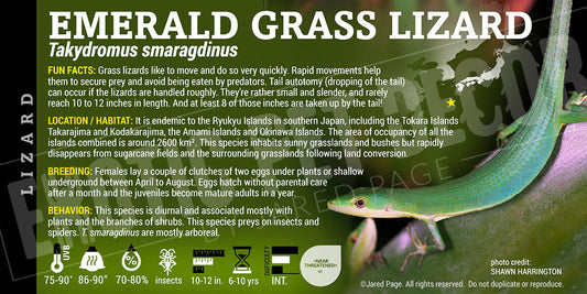 Takydromus smaragdinus 'Grass' Lizard