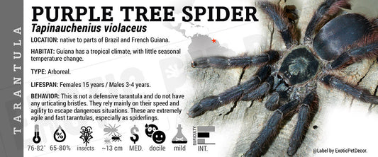 Tapinauchenius violaceus 'Purple Tree Spider' Tarantula