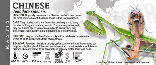 Tenodora sinensis 'Chinese' Mantis