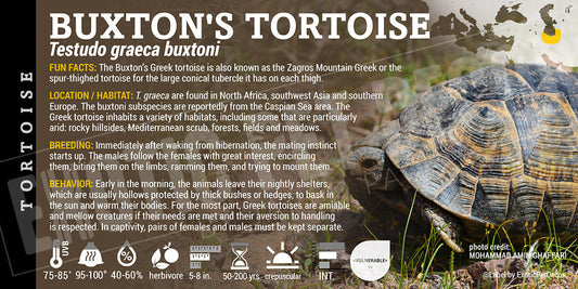 Testudo graeca buxtoni 'Buxton's' Tortoise