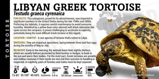 Testudo graeca cyrenaica 'Libyan Greek' Tortoise