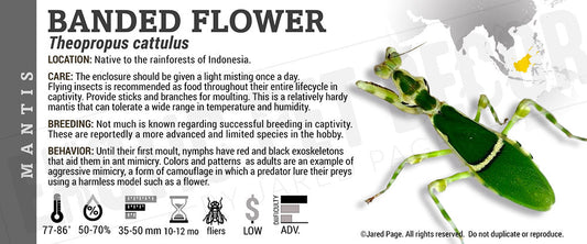 Theopropus cattulus 'Banded Flower' Mantis