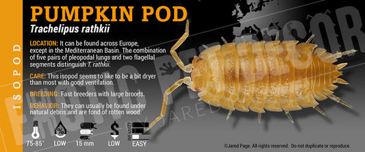 Trachelipus rathkii 'Pumpkin Pod' isopod label