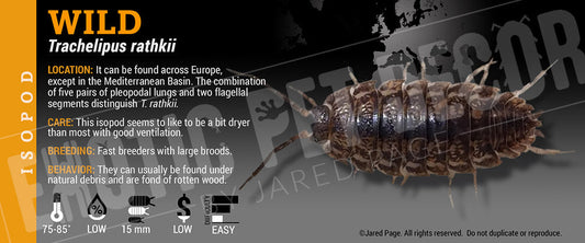 Trachelipus rathkii 'Wild' isopod label