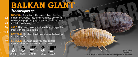 Trachelipus sp 'Balkin Giant' isopod label