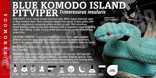 Trimeresurus insularis 'Blue Komondo Island Pit Viper'