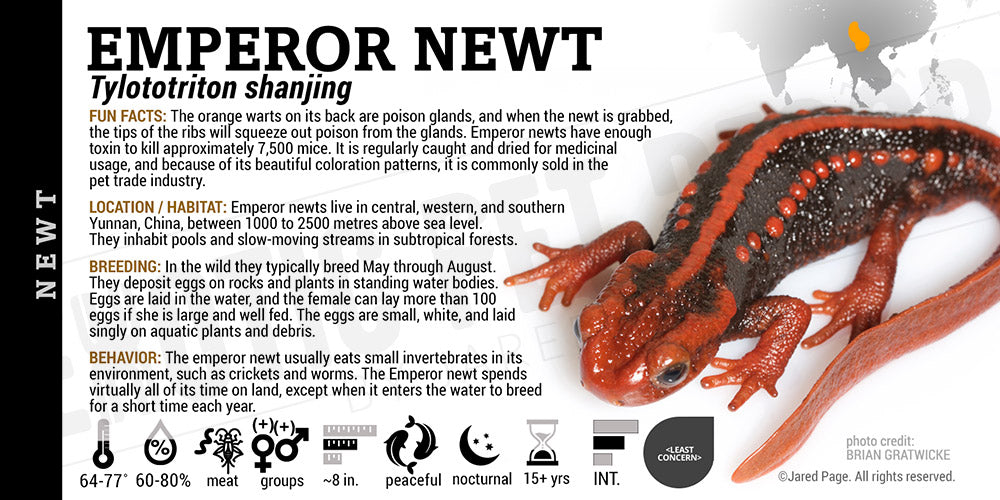 Tylototriton shanjing 'Emperor Newt'