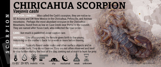 Vaejovis cashi 'Chiricahua' Scorpion