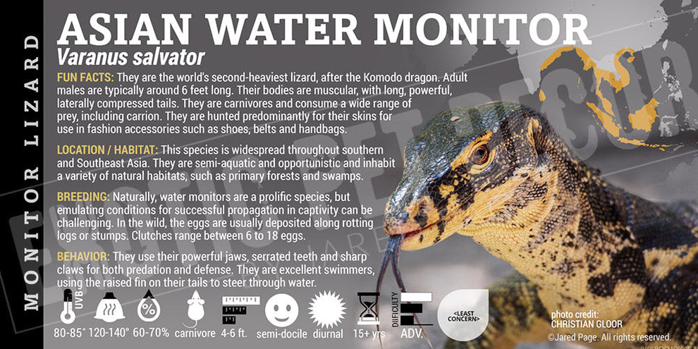 Varanus salvator 'Asian Water Monitor' Lizard Cards and Enclosure ...